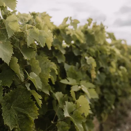 Le Petit Château De Célestine Casa de hóspedes Segonzac (Charente)